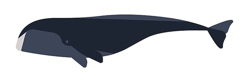 Arctic whale flat vector illustration. Huge marine animal side view. Abstract giant bowhead whale. Balaena mysticetus species minimalist drawing. Endangered Arctic waters mammal clipart