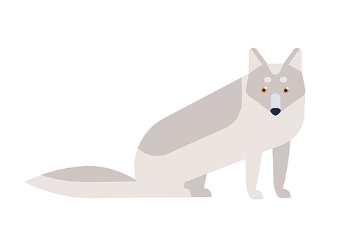 Arctic fox flat vector illustration. Adorable animal inhabiting polar areas. Cute arctic fauna, carnivorous species clipart. North pole predator with snow-white fur camouflage minimalist drawing