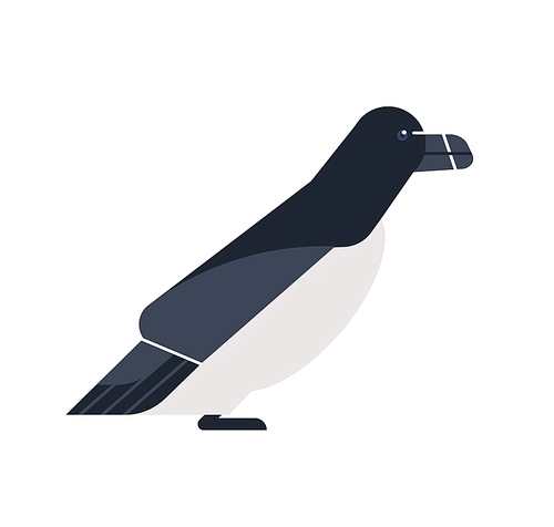 alca torda bird flat vector illustration. cartoon razorbill isolated on . lesser auk seabird dwelling in subarctic waters minimalist illustration. abstract polar fauna