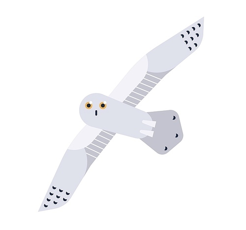 Snowy Owl flat vector illustration. Nyctea scandiaca minimalist drawing isolated on white . Beautiful polar bird clipart. Northern fauna inhabitant. Yellow-eyed Bubo scandiacus