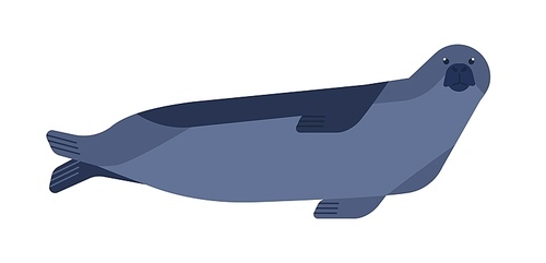 Seal flat vector illustration. Curious aquatic mammal minimalist drawing isolated on white . Pinniped animal inhabiting cold regions. Semi-marine predator, phoca, Phocidae species clipart