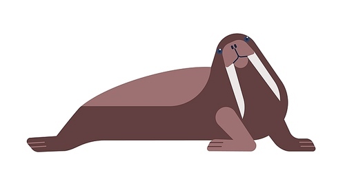 Walrus flat vector illustration. Nautical polar carnivorous animal isolated on white . Large flippered marine mammal with sharp tusks cartoon drawing. Odobenus species side view