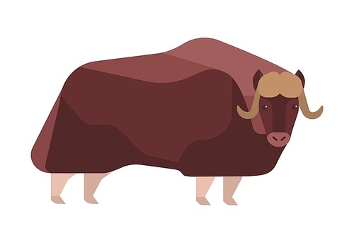 Musk-ox flat vector illustration. Norway wildlife representative. Powerful Ovibos moschatus isolated on white . Arctic hoofed mammal, dovrefjell clipart. Wild animal with thick brown coat