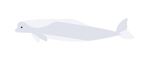 White whale flat vector illustration. Cute beluga minimalist drawing isolated on white . Delphinapterus leucas species clipart. Adorable aquatic creature, Arctic and sub-Arctic cetacean