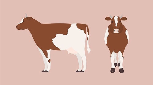 Cow isolated on light background. Bundle of portraits of cute domestic herbivorous animal, beef or dairy cattle, farm livestock. Front and side views. Flat cartoon colorful vector illustration