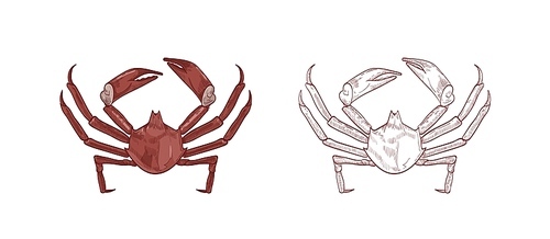 Sea crabs vector illustrations set. Colorful and monochrome hand drawn crustaceans on white background. Restaurant delicacy seafood. Northern kelp crab, aquatic creature with pincers design element