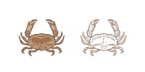 Bundle of realistic colored and monochrome drawings of dungeness crab. Aquatic animal or marine shellfish isolated on white . Elegant hand drawn vector illustration in vintage style