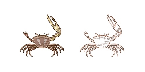 Fiddler crab vector illustrations set. Colorful and monochrome hand drawn crustaceans on white background. Restaurant seafood, delicacy food. Sea underwater animals with pincers design element