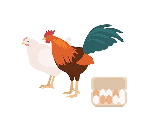 Cute cock, chicken and carton or box full of eggs. Rooster and hen isolated on white . Free range domestic fowl, pair of poultry or farm birds. Flat cartoon colorful vector illustration