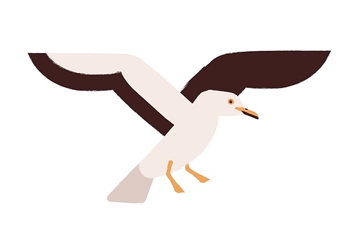 Flying seagull flat vector illustration. Marine bird, atlantic seabird. Wildlife fauna species. Beautiful winged creature. Wild animal. Bright colored cartoon gull isolated on white 