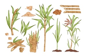 Sugarcane hand drawn vector illustrations set. Growing tree sprout with leaves and stem. Sugar cane sprigs in soil drawings pack. Food spices and flavoring harvest isolated cliparts collection