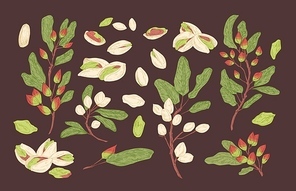 Bundle of elegant botanical drawings of pistachio tree branches, ripe fruits or nuts and leaves. Set of food crop, cultivated plant. Collection of natural design elements. Vector illustration