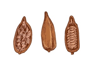 Bundle of detailed drawings of whole and cut ripe pods or fruits of tropical cocoa tree with beans isolated on white background. Decorative vector illustration hand drawn in elegant vintage style