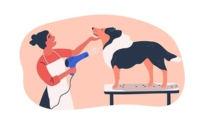 Dog grooming service flat vector illustration. Hairdresser holding electric hairdryer equipment cartoon character. Groomer drying domestic animal hair isolated clipart. Pet standing on table in salon