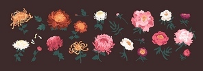 Bundle of blooming peonies and chrysanthemums isolated on black background. Set of flowers and decorative flowering plants. Collection of elegant floral decorations. Natural vector illustration