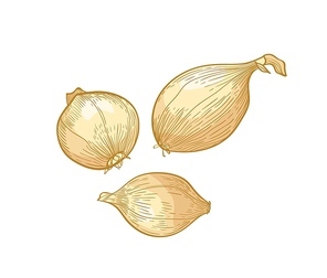 Set of elegant detailed drawings of onion bulbs. Raw fresh organic ripe vegetables, edible crop or cultivar hand drawn on white background. Natural realistic vector illustration in vintage style