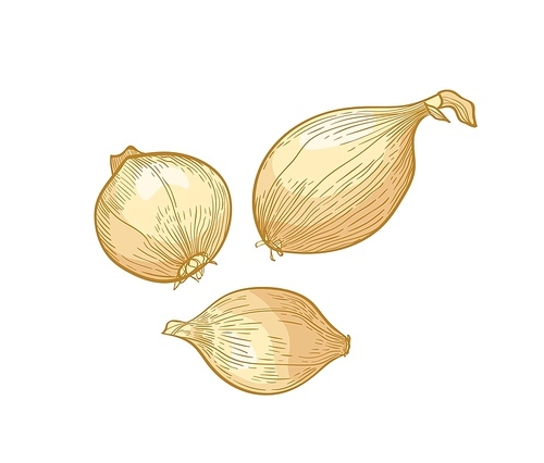 Set of elegant detailed drawings of onion bulbs. Raw fresh organic ripe vegetables, edible crop or cultivar hand drawn on white background. Natural realistic vector illustration in vintage style