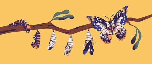 Butterfly life cycle - caterpillar, larva, pupa, imago eclosion. Stages of metamorphosis, growth and transformation process of winged insect on tree branch. Flat cartoon colorful vector illustration