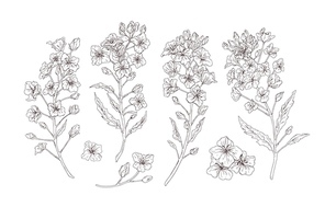 Set of detailed botanical drawings of blooming rapeseed, canola or mustard flowers. Bundle of crop or cultivated plant drawn with contour lines on white background. Realistic vector illustration