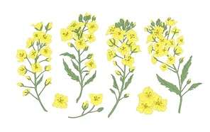 Bundle of elegant botanical drawings of blooming rapeseed, canola or mustard flowers. Set of crop or cultivated plant. Collection of natural design elements. Floral realistic vector illustration