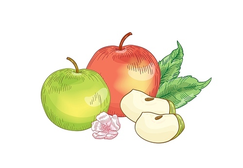 apple fruits composition hand drawn vector illustration. whole red and green apples with flower and leaves drawing. healthy nutrition, organic food,  product realistic element isolated on white