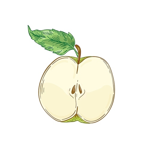 half apple fruit hand drawn vector illustration. green cutted apple with leaf realistic design element isolated on white. healthy nutrition, organic food,  product. fresh fruit detailed drawing