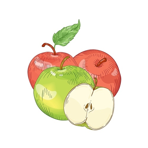 Red and green apples hand drawn vector illustration. Whole and half cut seasonal fruit with leaves isolated on white . Healthy nutrition, organic product. Harvest season. Tasty vitamin