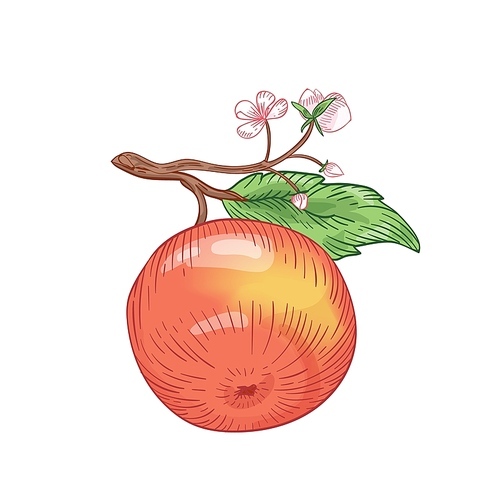 red apple hand drawn vector illustration. fruit on tree branch with blossom and leaf realistic detailed botanical drawing.  product, organic and healthy nutrition isolated on white design element