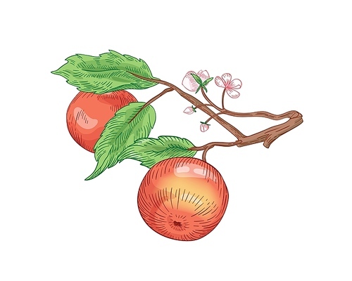 red apples on branch hand drawn vector illustration. summer fruits with leaves and blooming flowers isolated on white . healthy nutrition,  product. harvest season, natural vitamin
