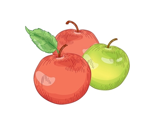 red and green apple fruits hand drawn vector illustration. whole three apples composition realistic design element. healthy nutrition, organic food,  product. fresh fruit detailed botanical drawing