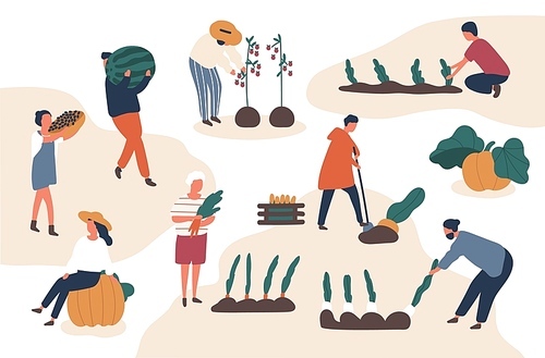 Autumn harvesting flat vector illustrations set. Farmers working in field. Fruits and vegetables crops fall season harvest collecting. Female and male farm workers, gardeners isolated characters