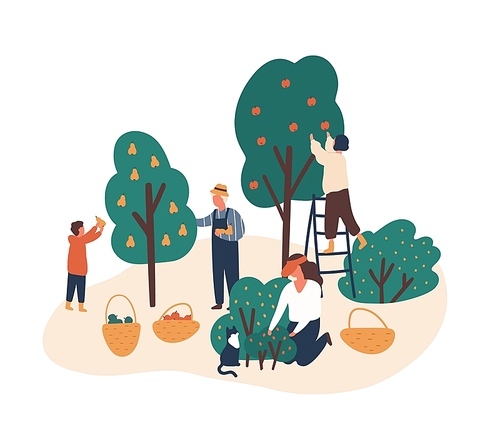 Family working in fruit garden together flat vector illustration. People gathering apples, berries and pears. Grandfather, kids harvesting in backyard orchard characters isolated on white