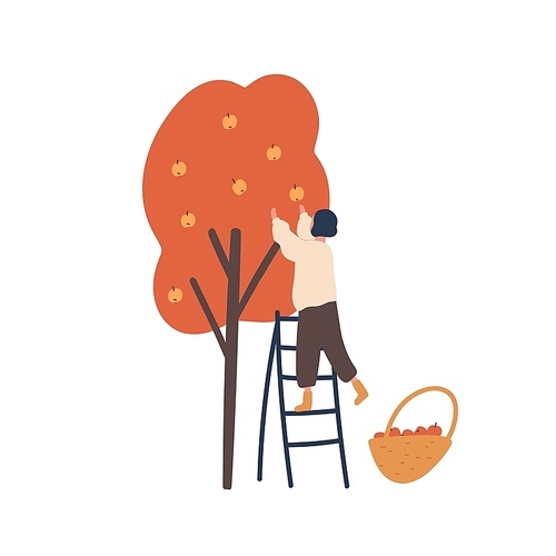 Girl gathering autumn harvest flat vector illustration. Woman standing on ladder and picking apples isolated design element. Female gardener, farmer cartoon character. Fall fruits crop, produce