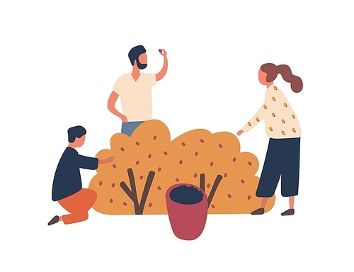 Family collecting berries flat vector illustration. Mother, father and little son cartoon characters. Farmers couple with child harvesting together. Gardening, horticulture, agriculture concept
