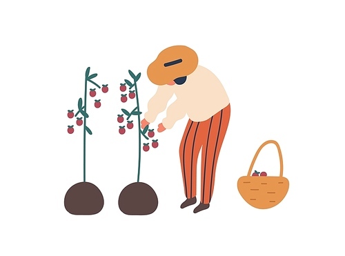 Young woman collecting tomatoes flat vector illustration. Female farmer with basket cartoon character. Lady harvesting ripe vegetables, natural food. Farming chore, agriculture, gardening concept
