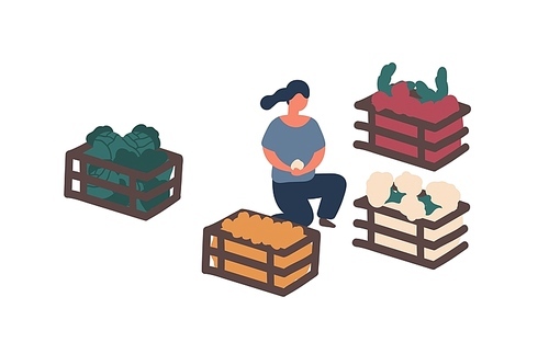 Girl collecting harvest in containers flat vector illustration. Woman sorting farm crop isolated design element. Organic vegetables buying, choosing. Potato, cabbage eco produce in wooden boxes