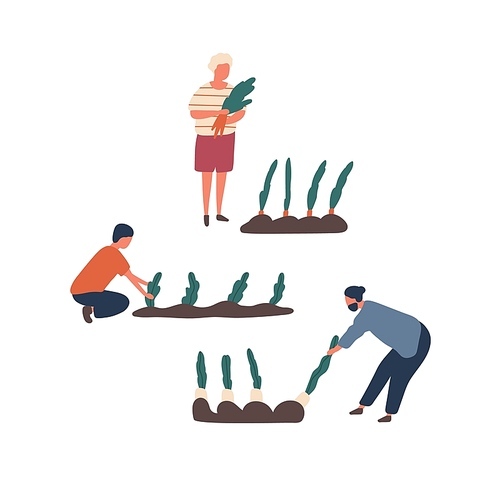 Autumn vegetables harvest flat vector illustrations set. Farmers growing organic food cartoon characters. People collecting carrot and beet. Rural economy, husbandry, farming chores design elements