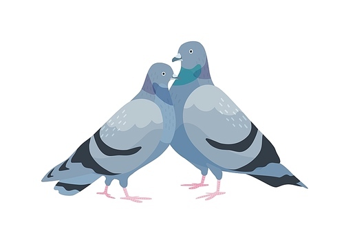 Cute couple of pigeons. Female and male birds in love standing together. Pair of sweetheart animals isolated on white . Two romantic doves. Vector illustration in flat cartoon style