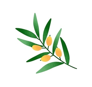 Olive branch cartoon vector illustration. Twig with green leaves and yellow olive fruits. Traditional peace symbol isolated on white background. Natural olive oil ingredient, ripe raw drupes