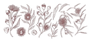 Blooming eucalyptus hand drawn vector illustrations set. Aromatic australian plant twigs with buds and flowers monochrome sketch drawings. Floral engravings with detailed leaves and realistic blossom