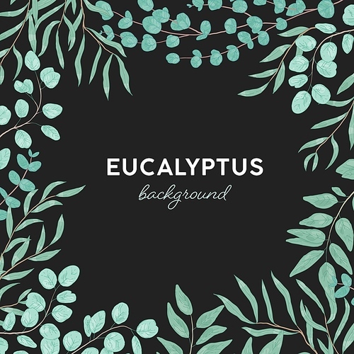 Eucalyptus gunnii hand drawn background design. Herb branches frame with place for text. Evergreen tree leaves, natural foliage. Botanical garden, gum tree leafage, exotic plant vector illustration