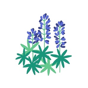 Lupine flat vector illustration. Purple meadow flowers isolated on white . Flowering plants with petals and green leaves. Botanical items. Herbs, nature, flora. Blossoming wildflowers