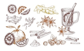 Mulled wine spices hand drawn realistic vector illustrations set. Flavoring seeds and herbs isolated elements. Winter hot drink ingredients. Ginger root, oranges, star anise, clove, cardamom, nutmeg