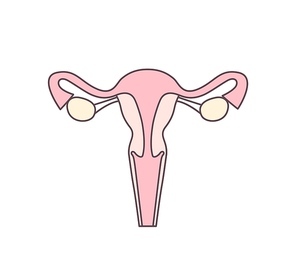 Womb, uterus flat vector illustration. Woman reproductive system outline color icon. Obstetrics and gynecology clinic logo design element. Vagina, cervix, endometrium, fallopian tubes and ovary