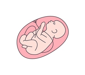 Unborn baby flat vector illustration. Healthy fetal, embryo outline color icon. Obstetrics clinic, maternity hospital logotype design element. Fetus in mother womb surrounded with placenta