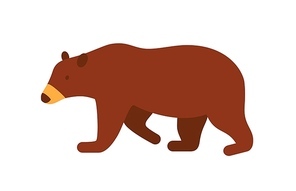 Brown bear flat vector illustration. Big wild animal, taiga inhabitant isolated on white . Russian national traditional symbol and mascot. Carnivoran mammal, wildlife, grizzly bear