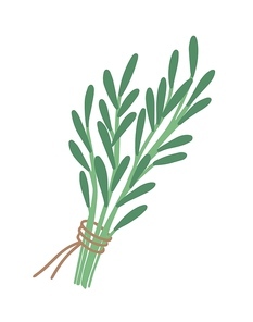 Green rosemary sprig flat vector illustration. Bunch of greenery tied with red ribbon. Herbs bouquet isolated on white. Seasonings and spices kind for cooking. Botany, colorful leaves and branches