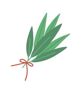 Fresh bay leaf flat vector illustration. Aromatic herb bouquet isolated on white . Green leaves tied with red ribbon. Seasonings and spices kind. Laurel tree leaves and branches