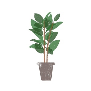 Rubber plant in ceramic pot flat vector illustration. Ficus, trendy potted evergreen houseplant isolated on white . Indoor flower, domestic decorative greenery. Rubber bush design element