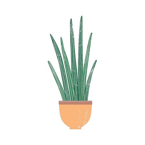 Sansevieria cylindrica houseplant flat vector illustration. Potted cylindrical snake plant isolated on white . African succulent, stylish domestic decorative greenery, indoor flower